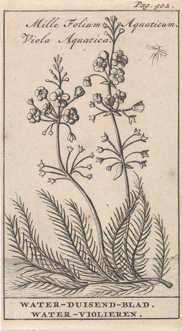 Bladderwort and water violet, Caspar Luyken, 1698 Canvas Print