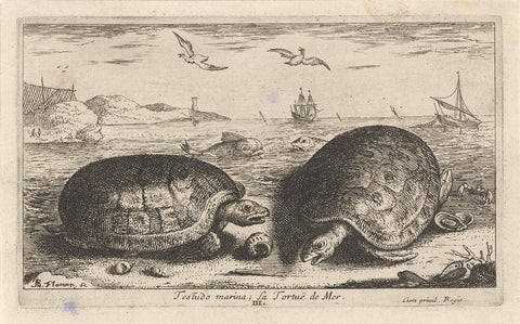 Two turtles on the beach, Albert Flamen, 1664 Canvas Print