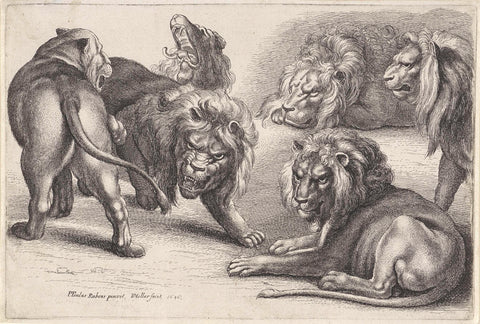 Five lions and a lioness, Wenceslaus Hollar, 1646 Canvas Print