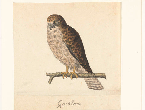 Kestrel, anonymous, 1560 - 1585 Canvas Print