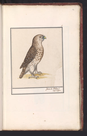 Snake eagle (Circaetus gallicus), Anselm Boëtius de Boodt, 1596 - 1610 Canvas Print