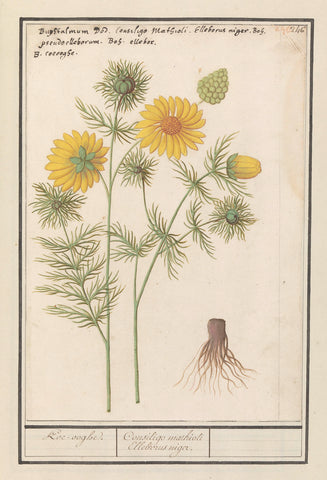 Spring aadonis (Adonis vernalis), Anselm Boëtius de Boodt, 1596 - 1610 Canvas Print