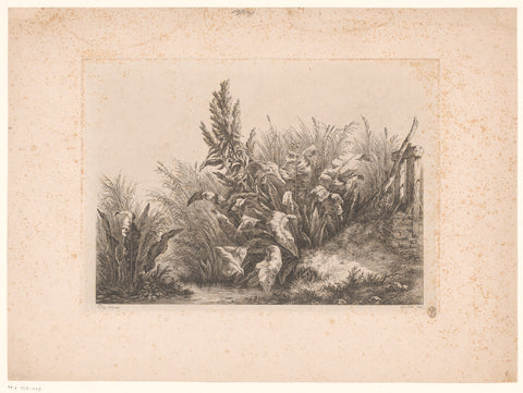 Water sorrel and reeds on the shore, Eugène Bléry, 1840 Canvas Print