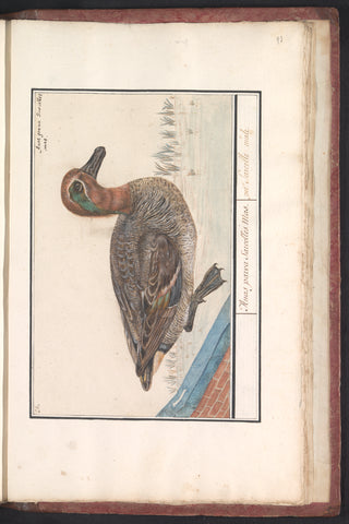 Eurasian teal (Anas crecca), Anselm Boëtius de Boodt, 1596 - 1610 Canvas Print