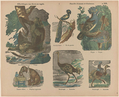 Images of animals and birds / Planche d'animaux et d'oiseaux, H. Browndel, 1833 - 1911 Canvas Print