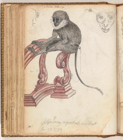 Rolleway monkey, Jan Brandes, 1784 Canvas Print