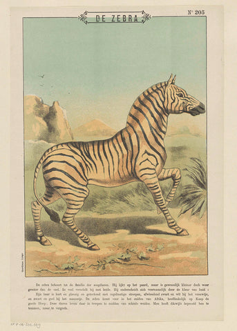 Zebra, Gordinne, 1894 - 1959 Canvas Print