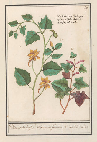 Nasturtium (Tropaeolum majus), Anselm Boëtius de Boodt, 1596 - 1610 Canvas Print