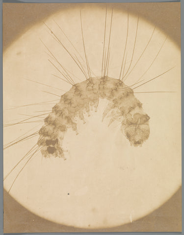 Microscopic recording of an insect, anonymous, 1853 Canvas Print