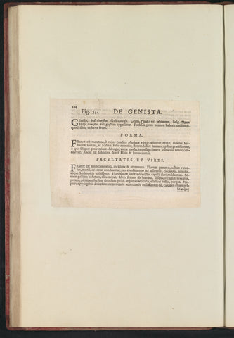 Fig. 53 'De Genista' in De Boodt's herbarium of 1640, Anselm Boëtius de Boodt, 1640 Canvas Print