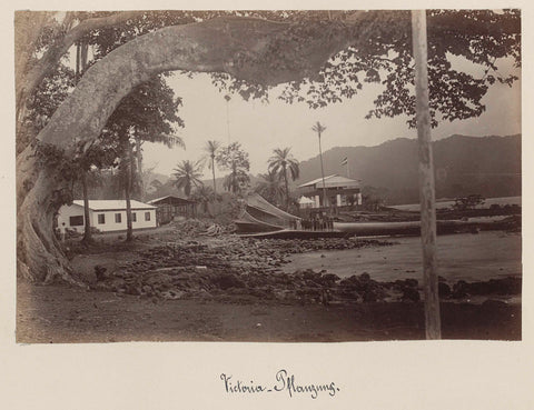 Plantation with felled trees on a bay in Victoria (Cameroon), anonymous, 1899 Canvas Print