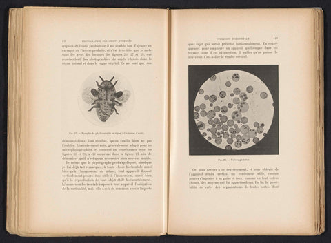 Macro-recording of a grape aphid, Adolphe Louis Donnadieu (possibly), c. 1891 - in or before 1901 Canvas Print