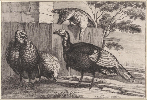 Four turkeys, Wenceslaus Hollar, 1654 - 1662 Canvas Print