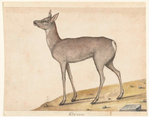 Roe Deer, anonymous, 1570 Canvas Print