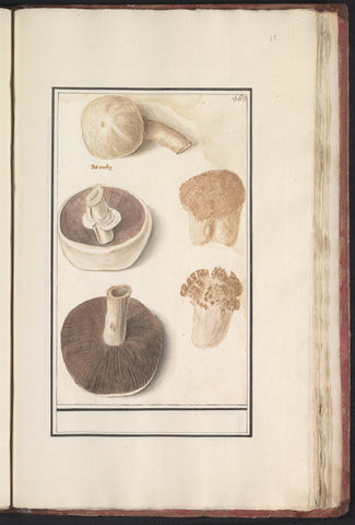 Common meadow mushroom (Agaricus campestris), Anselmus Boëtius de Boodt, 1596 - 1610 Canvas Print