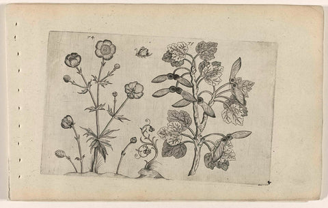 Sharp buttercup and field maple, Crispijn van de Passe (I) (attributed to), 1600 - 1604 Canvas Print