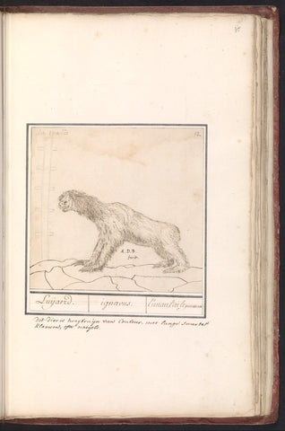 Three-fingered sloth (Bradypus), Anselm Boëtius de Boodt, 1596 - 1605 Canvas Print