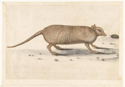 Armadillo, anonymous, 1560 - 1585 Canvas Print