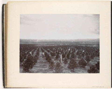 View of the field with young coffee plants, Sumatra (Junger Kaffee), Carl J. Kleingrothe, c. 1885 - 1900 Canvas Print