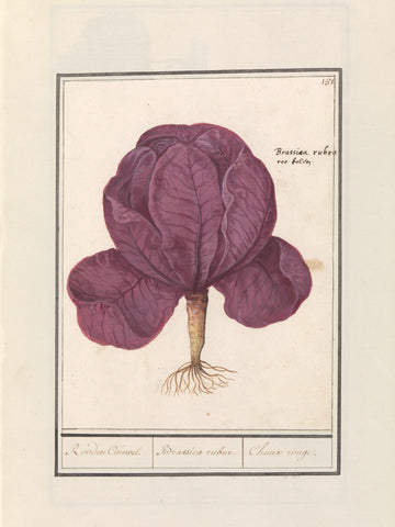 Red cabbage (Brassica oleracea convar. capitata var. rubra), Anselm Boëtius de Boodt, 1596 - 1610 Canvas Print