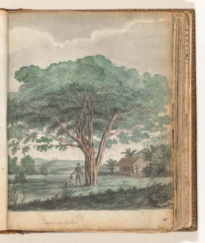 Tree on Ceylon, Jan Brandes, 1785 - 1786 Canvas Print