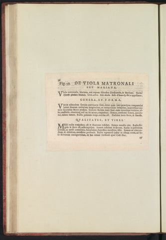 Fig. 39 'De Viola Matronali' in De Boodts herbarium of 1640, Anselmus Boëtius de Boodt, 1640 Canvas Print