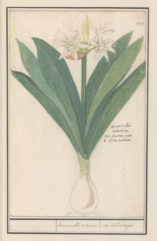 Amaryllis (Hippeastrum), Anselm Boetius de Boodt, 1596 - 1610 Canvas Print