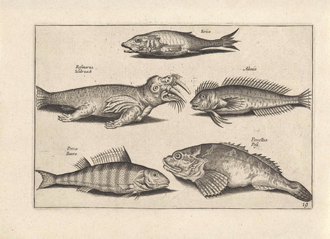 Four fish and a walrus, anonymous, 1634 Canvas Print