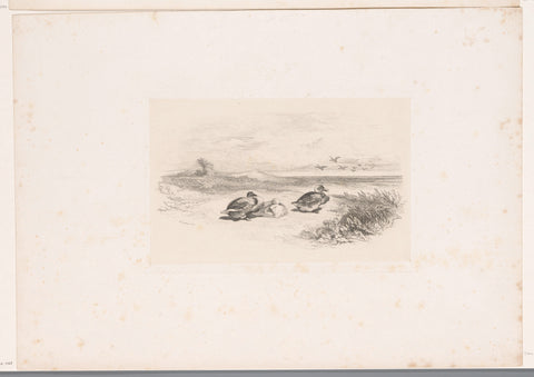 Three resting ducks, Karl Bodmer, 1847 Canvas Print