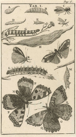 Caterpillars, pupae and butterflies I, Jan Luyken, 1680 Canvas Print