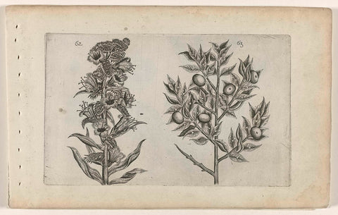 Curveneck and Mouse Thorn, Crispijn van de Passe (I) (attributed to), 1600 - 1604 Canvas Print