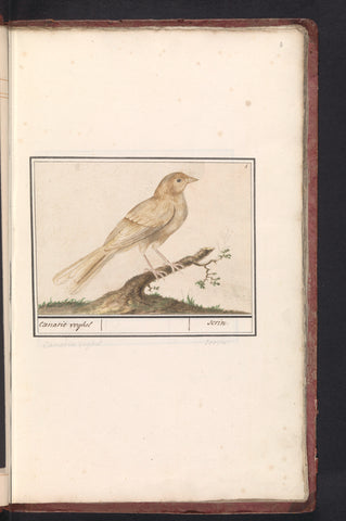 Canary (Serinus canaria), Anselm Boëtius de Boodt, 1596 - 1610 Canvas Print