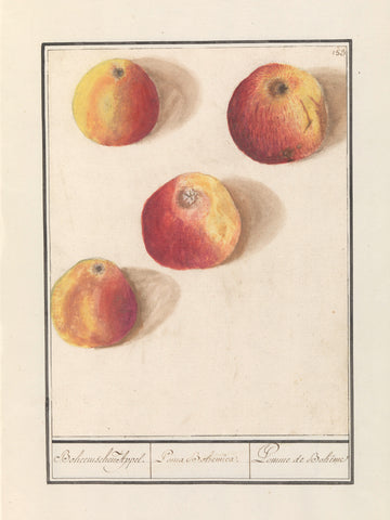 Appel (Malus domestica), Anselm Boëtius de Boodt, 1596 - 1610 Canvas Print