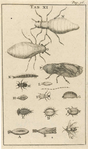 Kleine insecten XI, Jan Luyken, 1680 Canvas Print