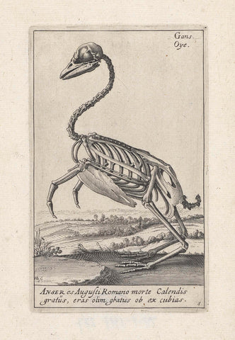 Skeleton of a goose, Hendrick Hondius (I), 1625 - 1626 Canvas Print