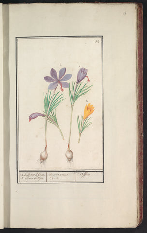 Saffron crocus (Crocus sativus) and yellow crocus (Crocus), Anselm Boëtius de Boodt, 1596 - 1610 Canvas Print