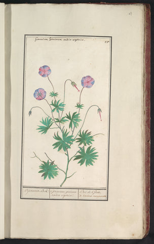 Stork's beak (Geranium), Anselm Boëtius de Boodt, 1596 - 1610 Canvas Print