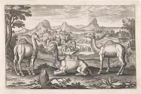 Dromedaries and a Camel, Adriaen Collaert, 1595 - 1633 Canvas Print