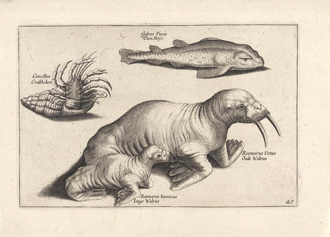 Walruses, a fish and a crab, anonymous, 1634 Canvas Print