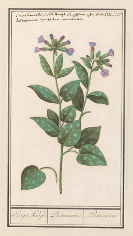 Spotted lungwort (Pulmonaria officinalis), Anselm Boëtius de Boodt, 1596 - 1610 Canvas Print