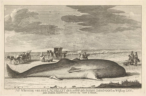 Whale stranded between Zandvoort and Wijk aan Zee, 1762, Hendrik Spilman, 1762 Canvas Print