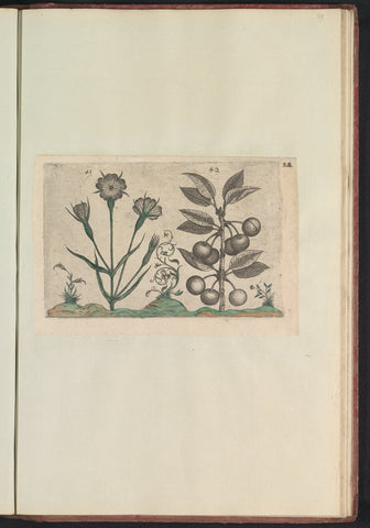 Bolderik (Agrostemma githago) and sour cherry (Prunus cerasus), anonymous, 1640 Canvas Print