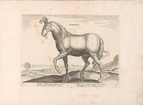 Horse from Armenia, anonymous, 1624 - before 1648 Canvas Print