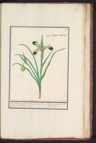 Black iris (Iris tuberosa), Anselm Boëtius de Boodt, 1596 - 1610 Canvas Print