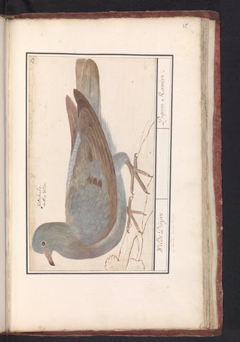 Wood pigeon (Columba palumbus), Anselm Boëtius de Boodt, 1596 - 1610 Canvas Print