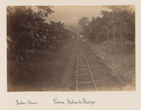 Plantation in Victoria (Cameroon) with railway tracks amidst cocoa trees, anonymous, 1899 Canvas Print