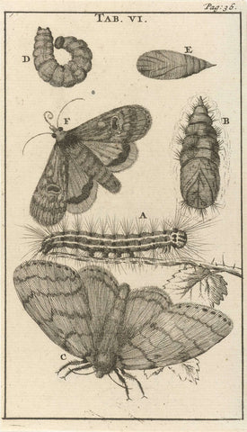 Caterpillars, pupae and butterflies VI, Jan Luyken, 1680 Canvas Print