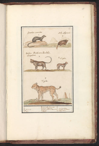 Civet cat (Viverra), alpine marten (Marmota marmota), leopard (Panthera pardus) and lynx (Lynx lynx), Anselmus Boëtius de Boodt, 1596 - 1610 Canvas Print