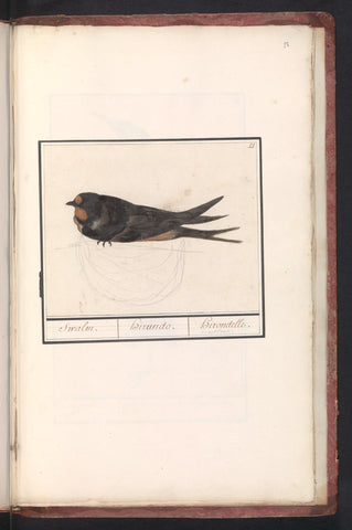 Barn Swallow, Anselm Boëtius de Boodt, 1596 - 1610 Canvas Print