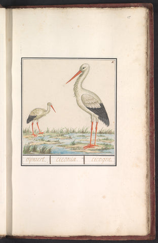 Stork (Ciconia ciconia), Anselm Boëtius de Boodt, 1596 - 1610 Canvas Print